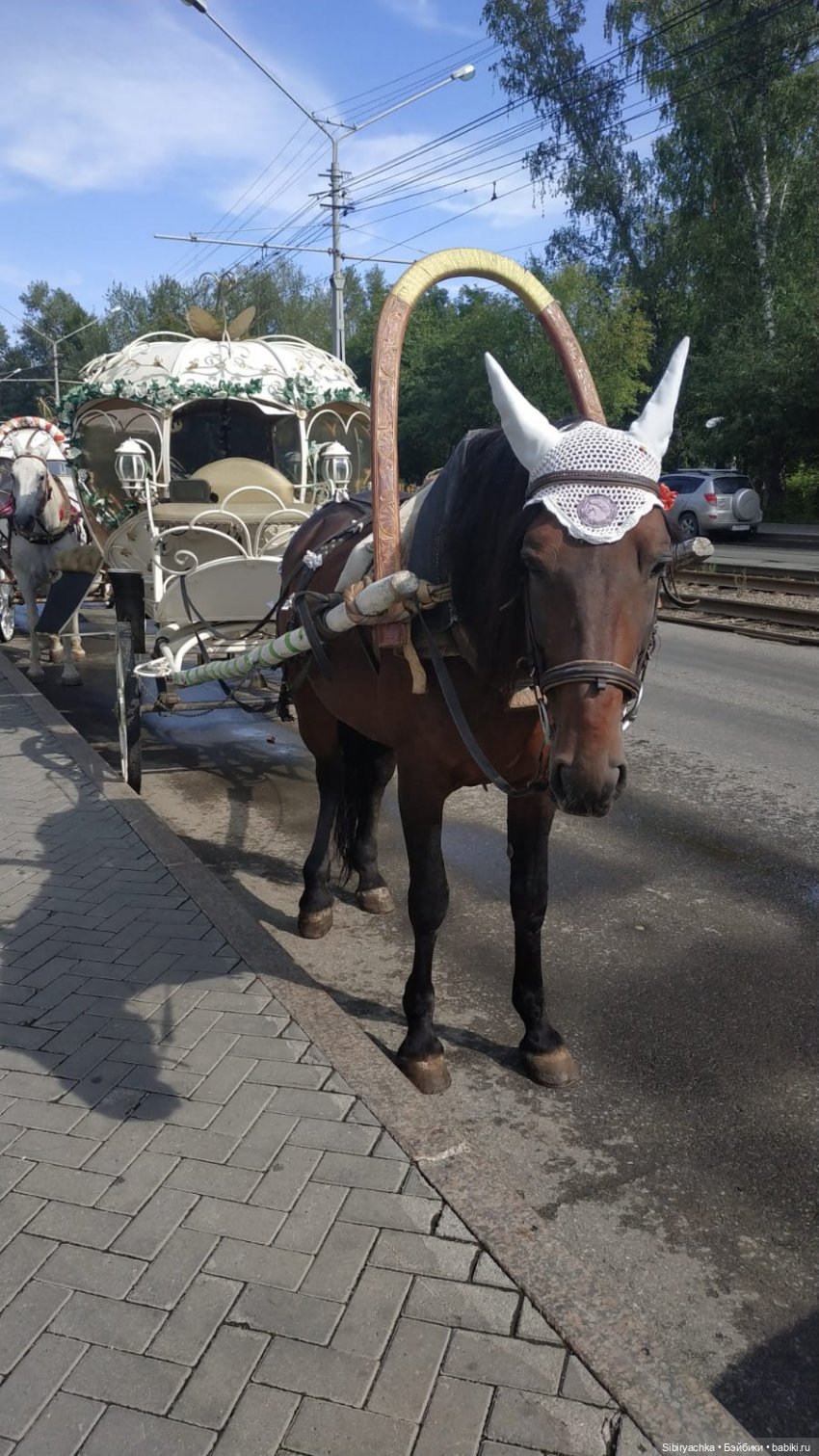 История о том, как Глаша и Луша отдыхали в Городском саду