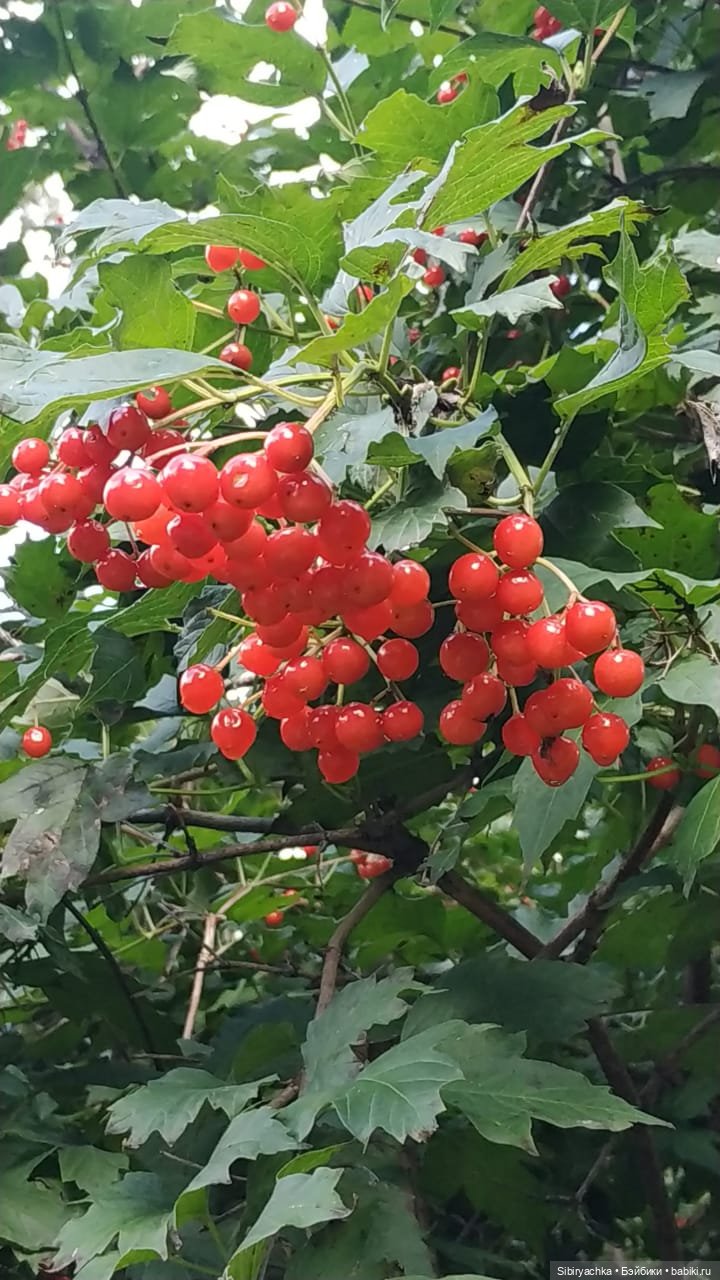 Как Коленька провёл первый день осени (фото 10)