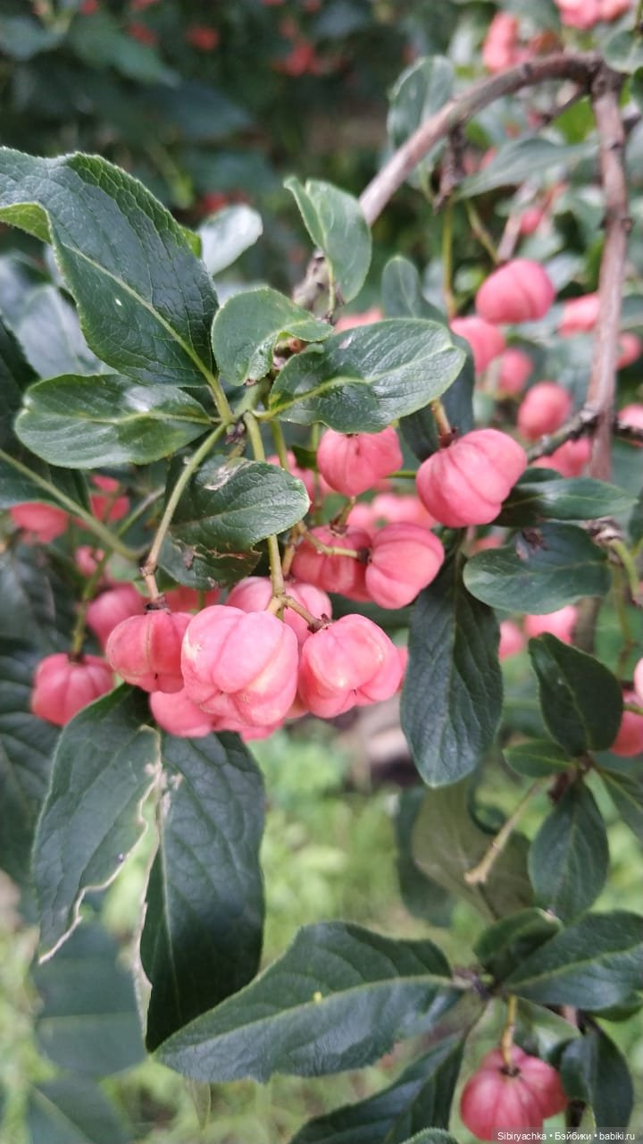 Как Коленька провёл первый день осени