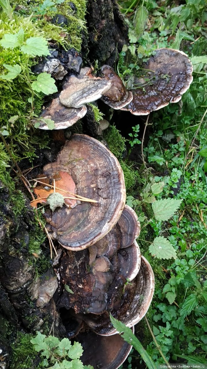 Приключения Коленьки в лесу (фото 3)