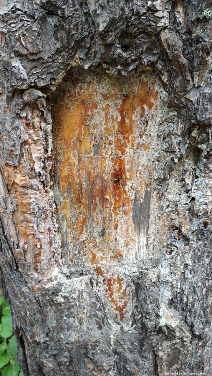 Приключения Коленьки в лесу (фото 4)