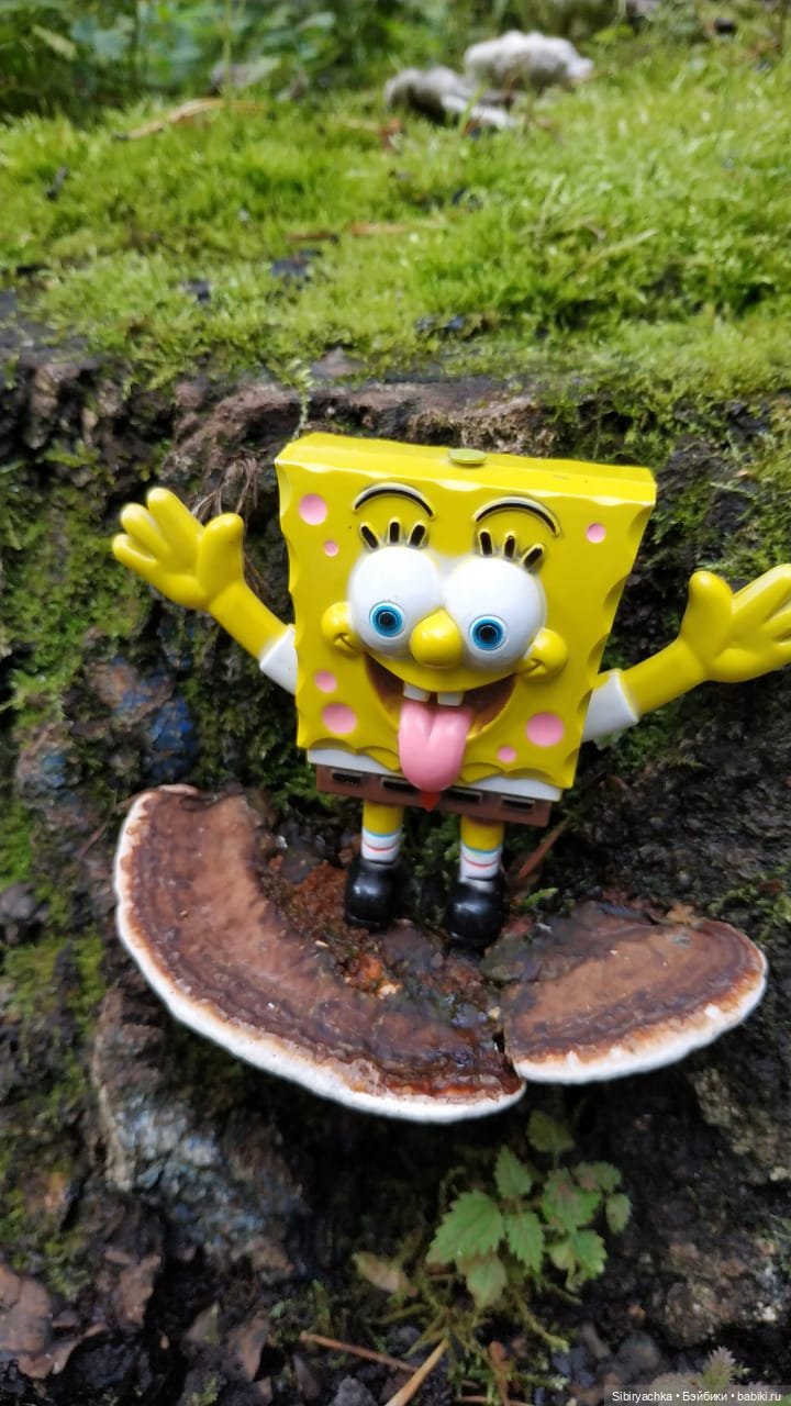 Приключения Коленьки в лесу