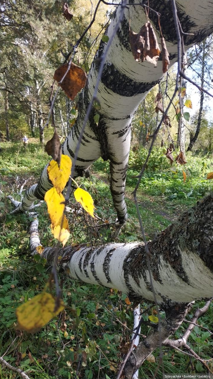 Прогулка в лесу — Игровые куклы разных производителей (Разное): редкие бренды