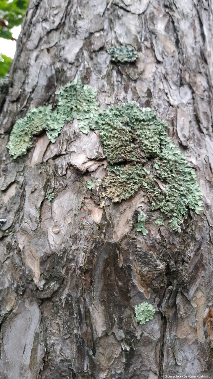 Прогулка в лесу — Игровые куклы разных производителей (Разное): редкие бренды