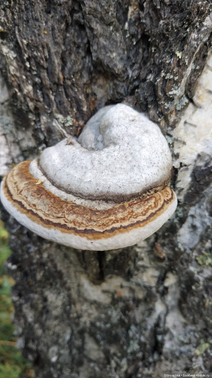 Прогулка в лесу — Игровые куклы разных производителей (Разное): редкие бренды