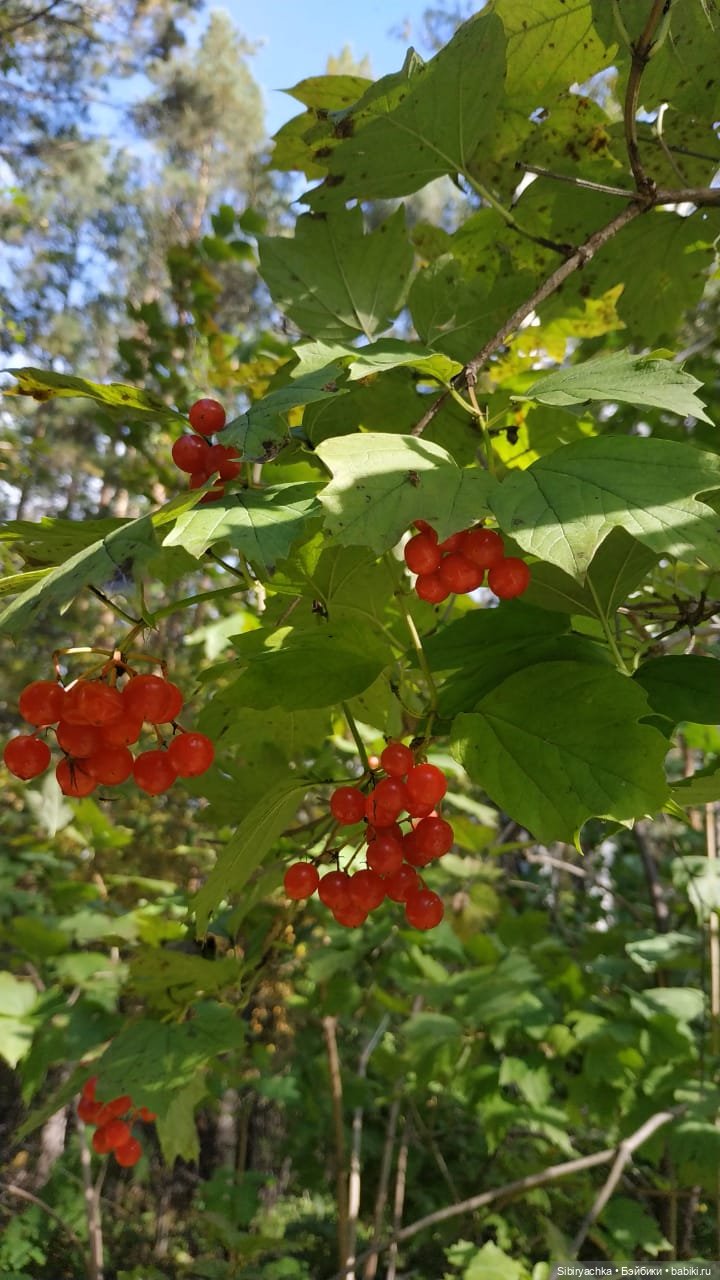 Прогулка в лесу — Игровые куклы разных производителей (Разное): редкие бренды