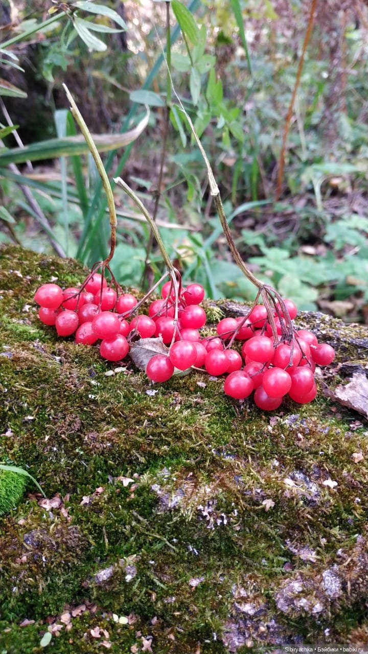 Осенний лес — Игровые куклы разных производителей (Разное): редкие бренды