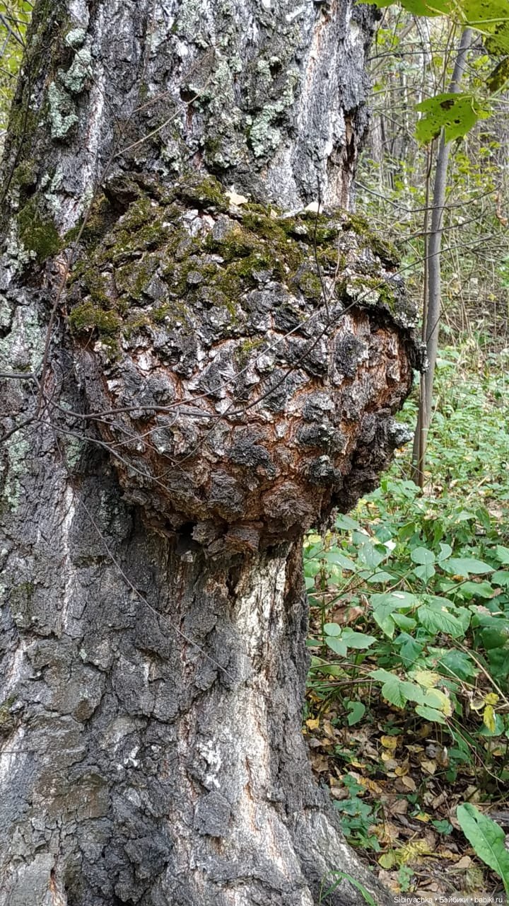 Осенний лес — Игровые куклы разных производителей (Разное): редкие бренды
