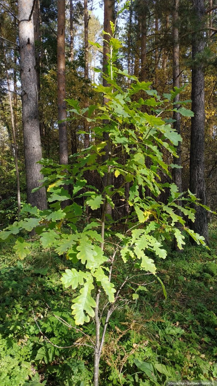 Осенний лес — Игровые куклы разных производителей (Разное): редкие бренды