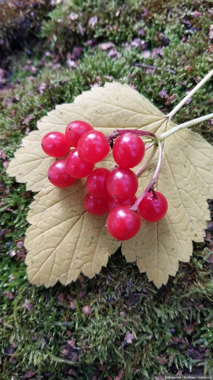Осенний лес — Игровые куклы разных производителей (Разное): редкие бренды