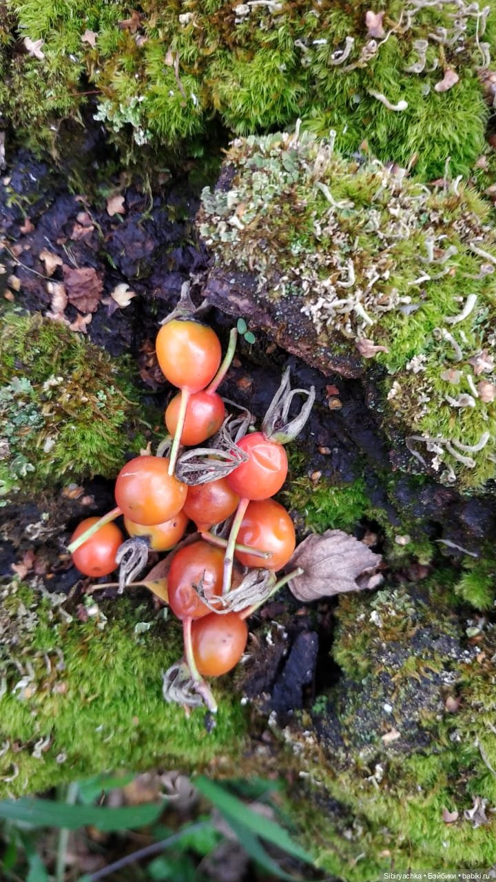 Осенний лес — Игровые куклы разных производителей (Разное): редкие бренды