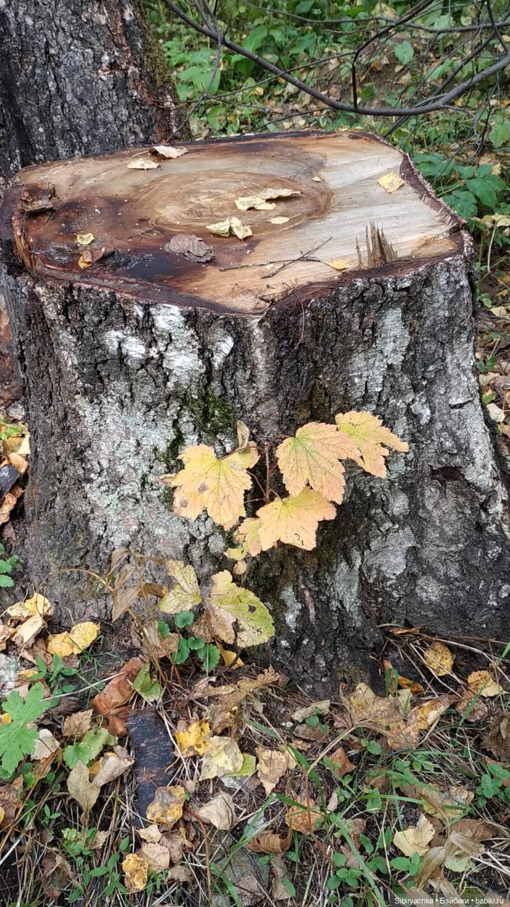 Осенний лес — Игровые куклы разных производителей (Разное): редкие бренды