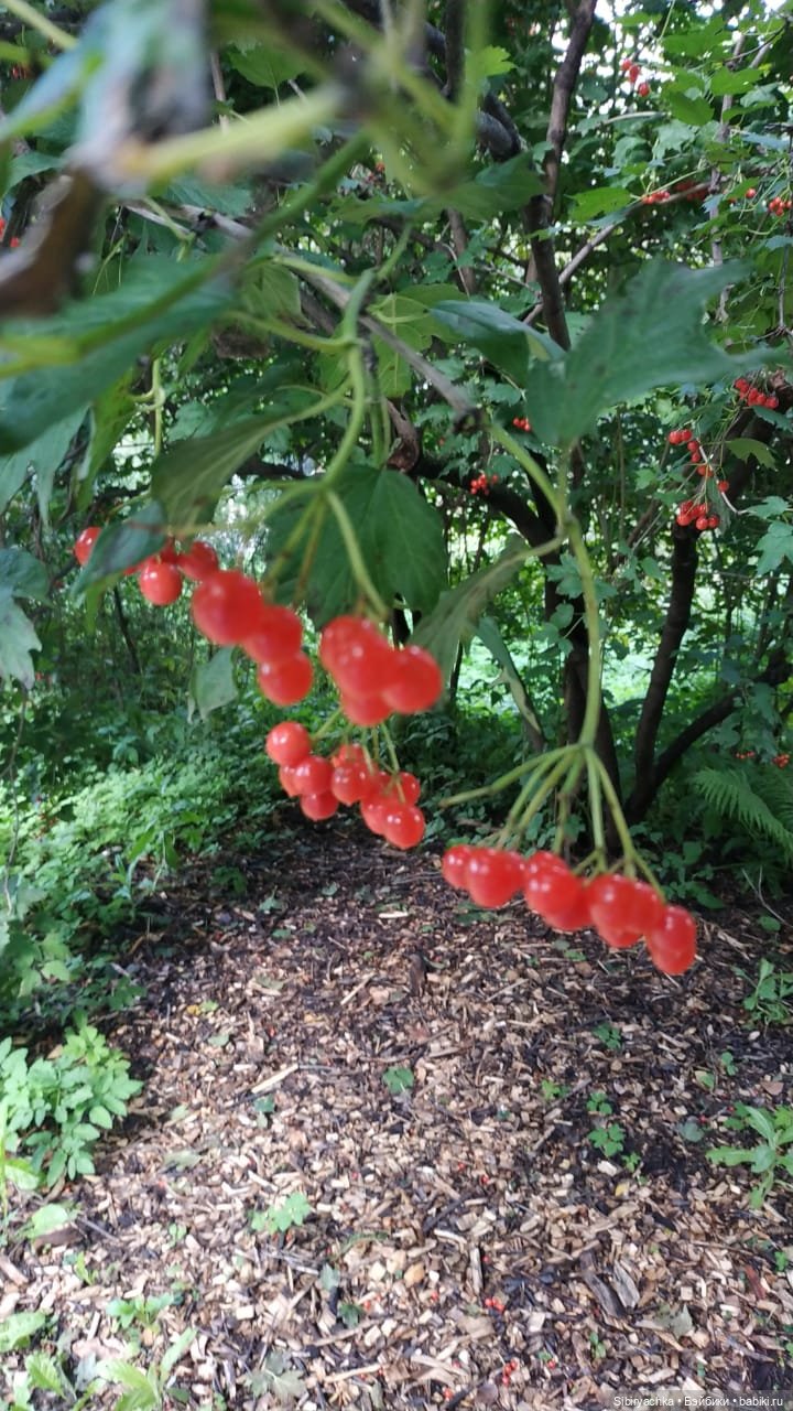 Калина красная — Игровые куклы разных производителей (Разное): редкие бренды (фото 2)