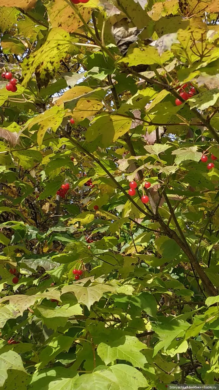 Калина красная — Игровые куклы разных производителей (Разное): редкие бренды