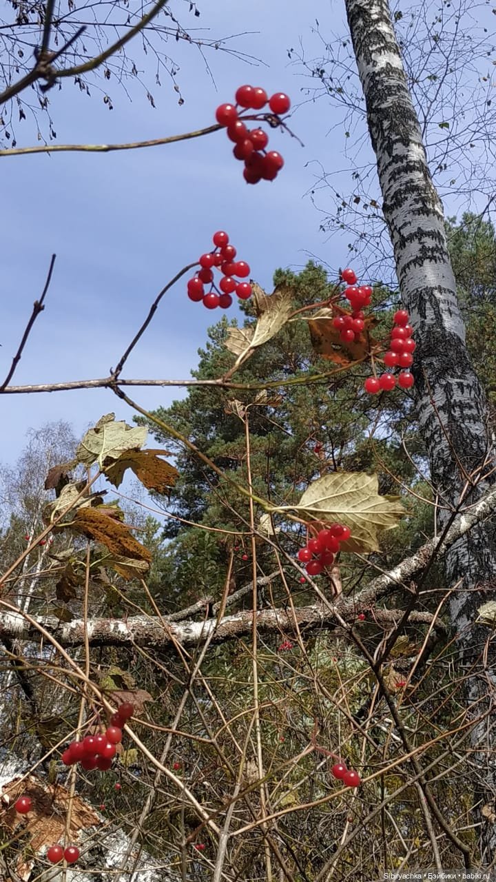 Калина красная — Игровые куклы разных производителей (Разное): редкие бренды