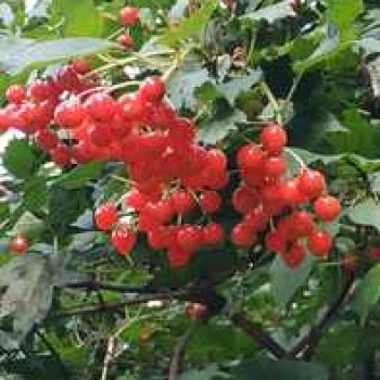 Калина красная