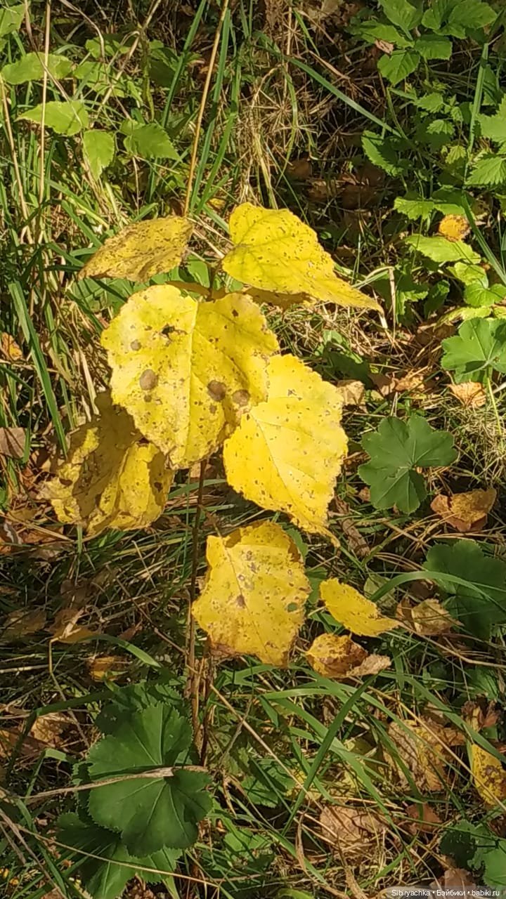 Глаша и Луша опять гуляют (фото 4)