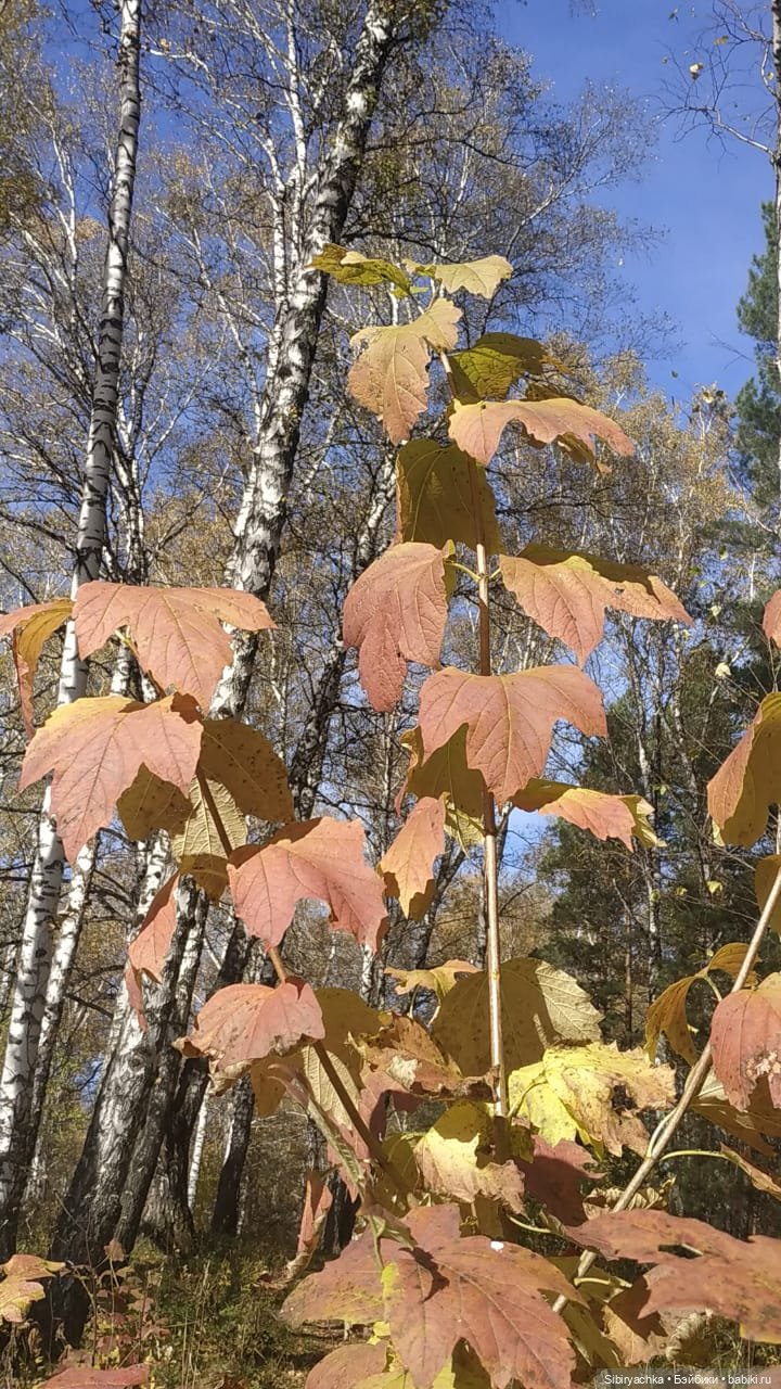Глаша и Луша опять гуляют