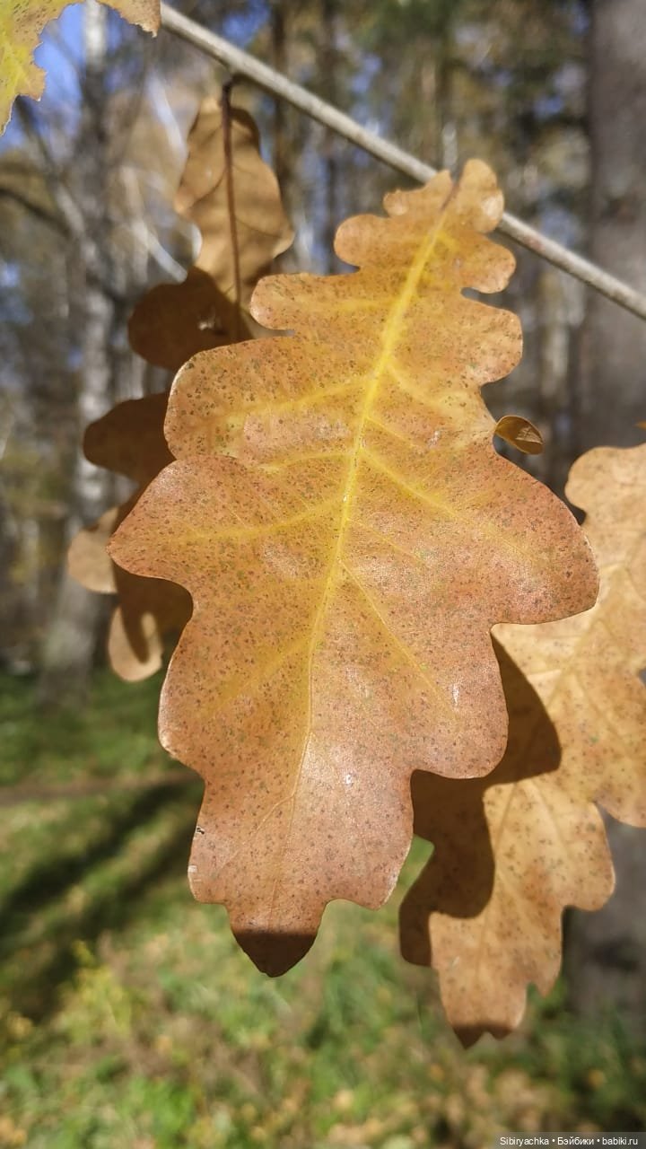 Глаша и Луша опять гуляют