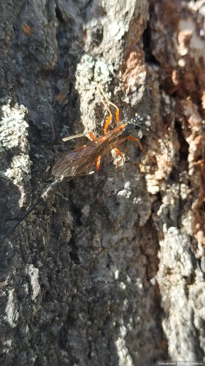 Глаша и Луша опять гуляют