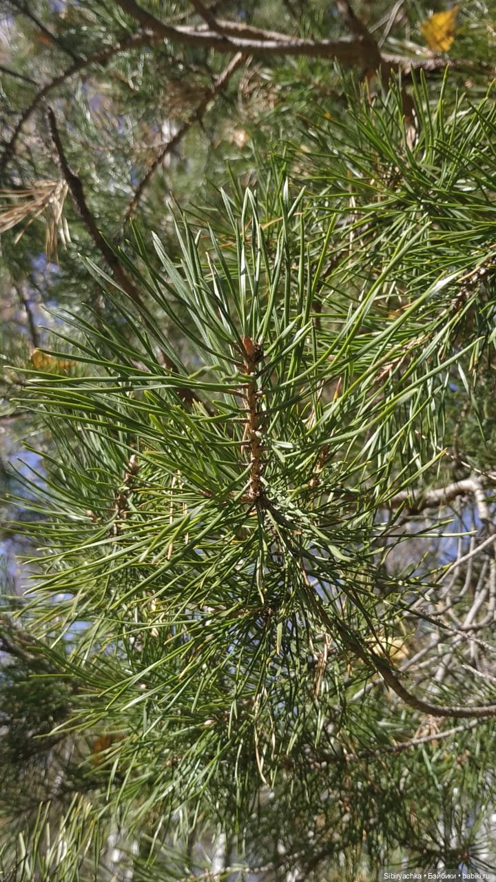 Глаша и Луша опять гуляют