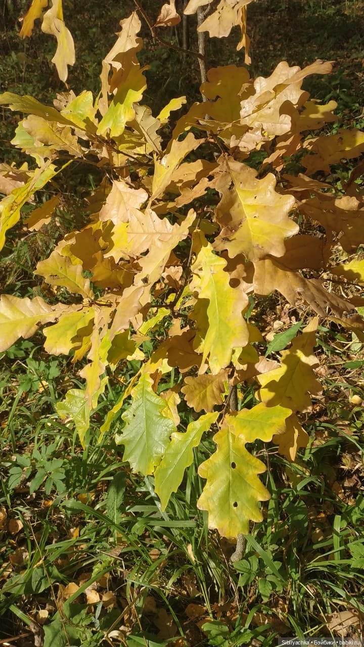 Глаша и Луша опять гуляют