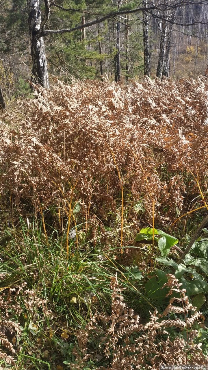 Глаша и Луша опять гуляют