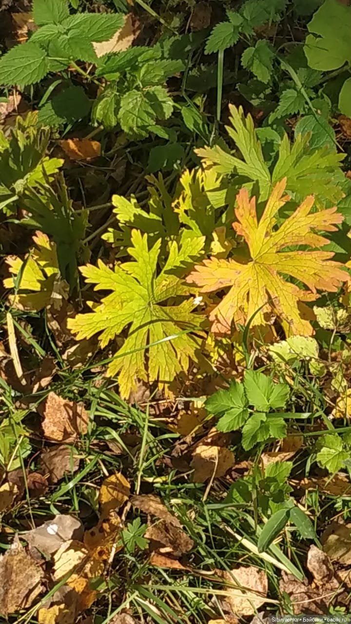 Глаша и Луша опять гуляют (фото 8)
