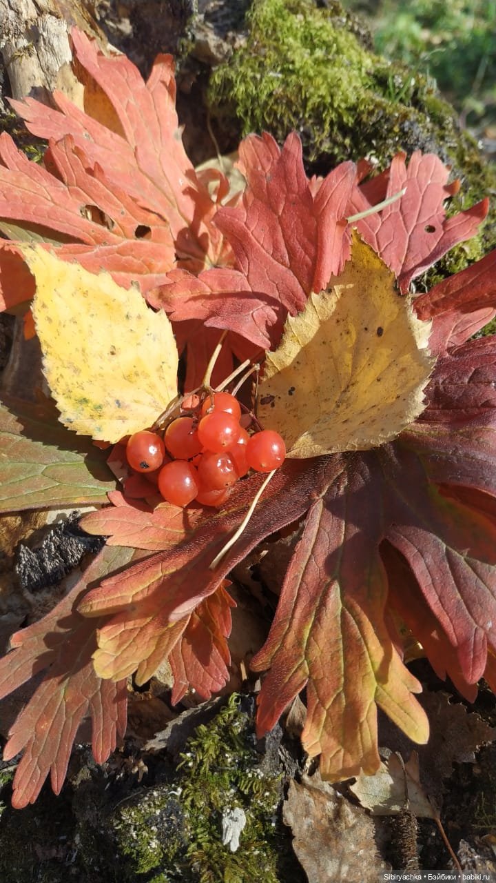 Красота осеннего леса — Игровые куклы разных производителей (Разное): редкие бренды (фото 5)