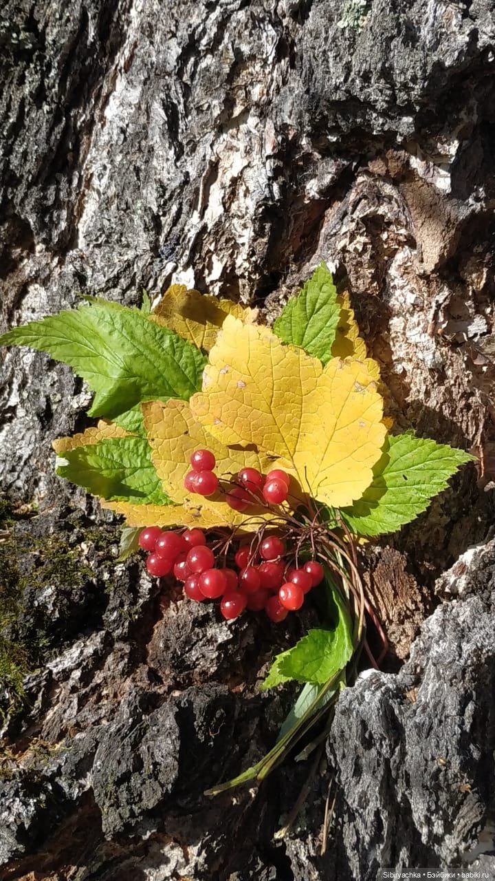 Красота осеннего леса — Игровые куклы разных производителей (Разное): редкие бренды