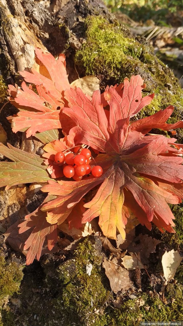 Красота осеннего леса — Игровые куклы разных производителей (Разное): редкие бренды (фото 4)