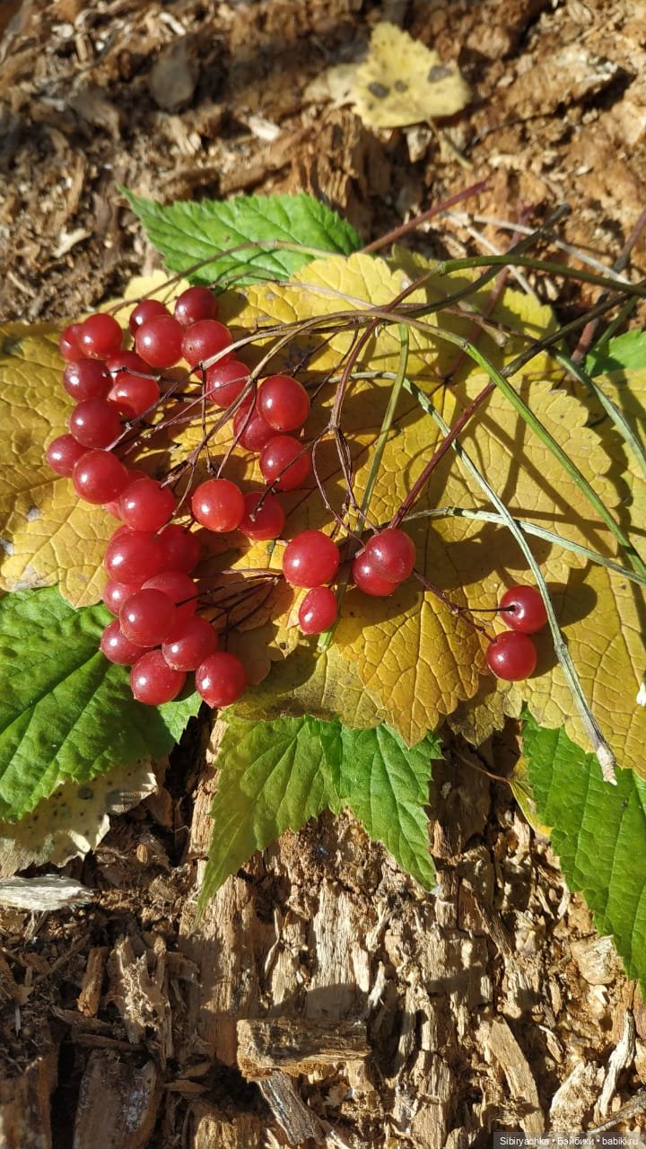 Красота осеннего леса — Игровые куклы разных производителей (Разное): редкие бренды
