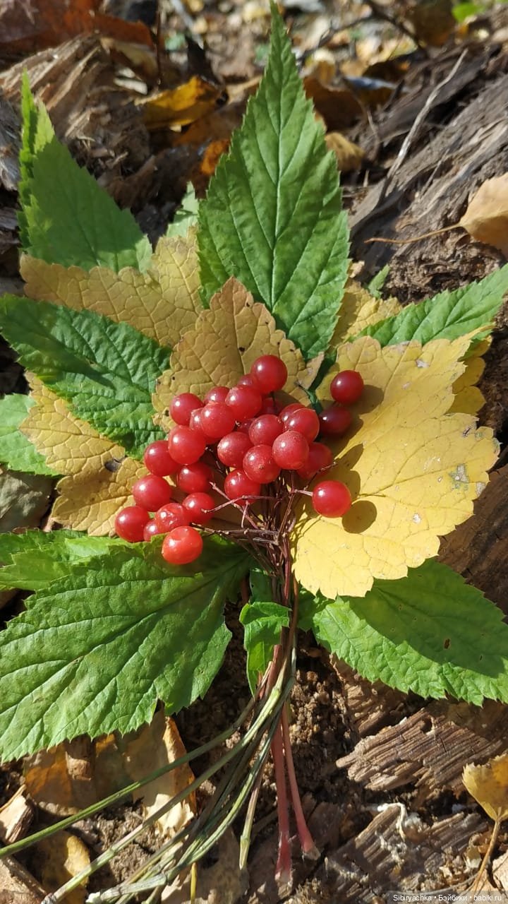 Красота осеннего леса — Игровые куклы разных производителей (Разное): редкие бренды
