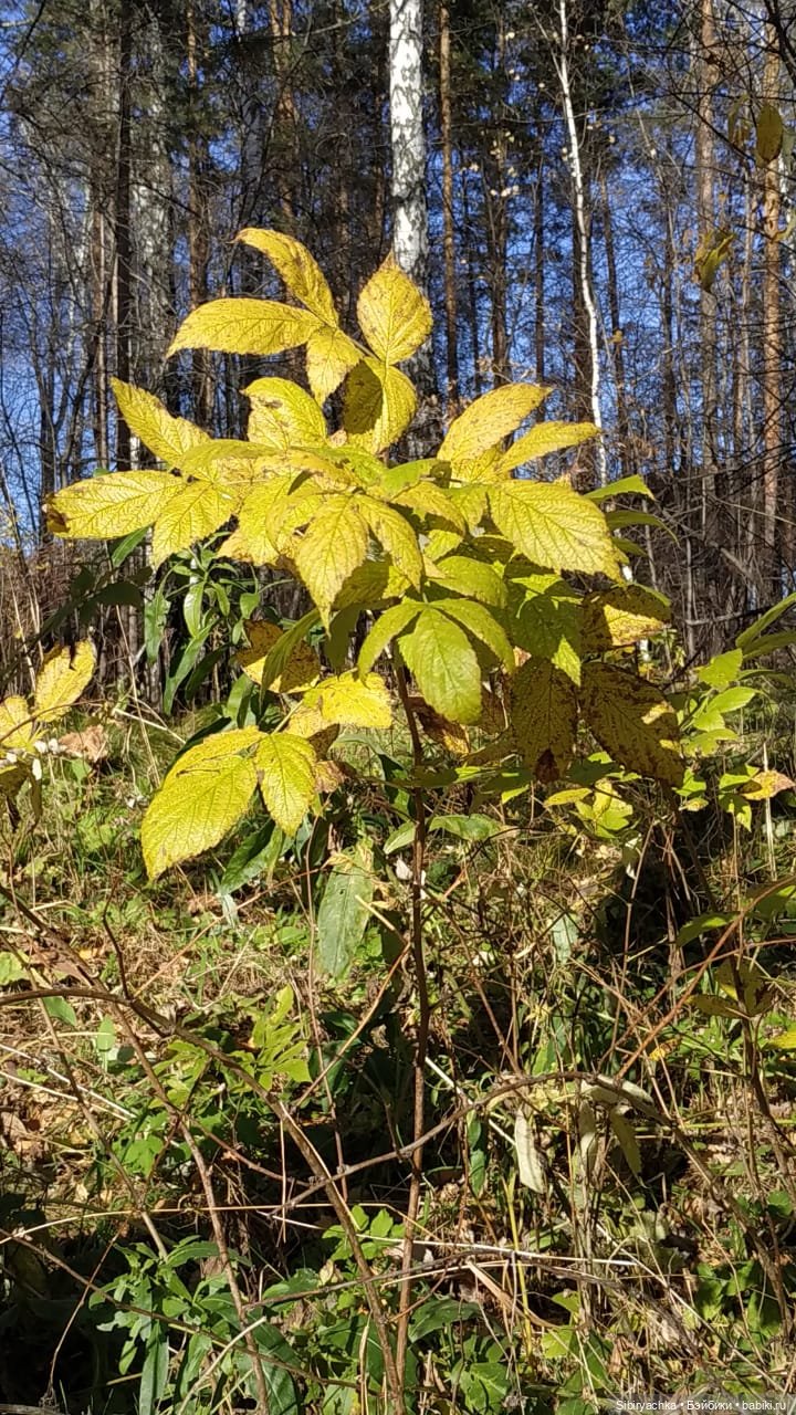 Красота осеннего леса — Игровые куклы разных производителей (Разное): редкие бренды