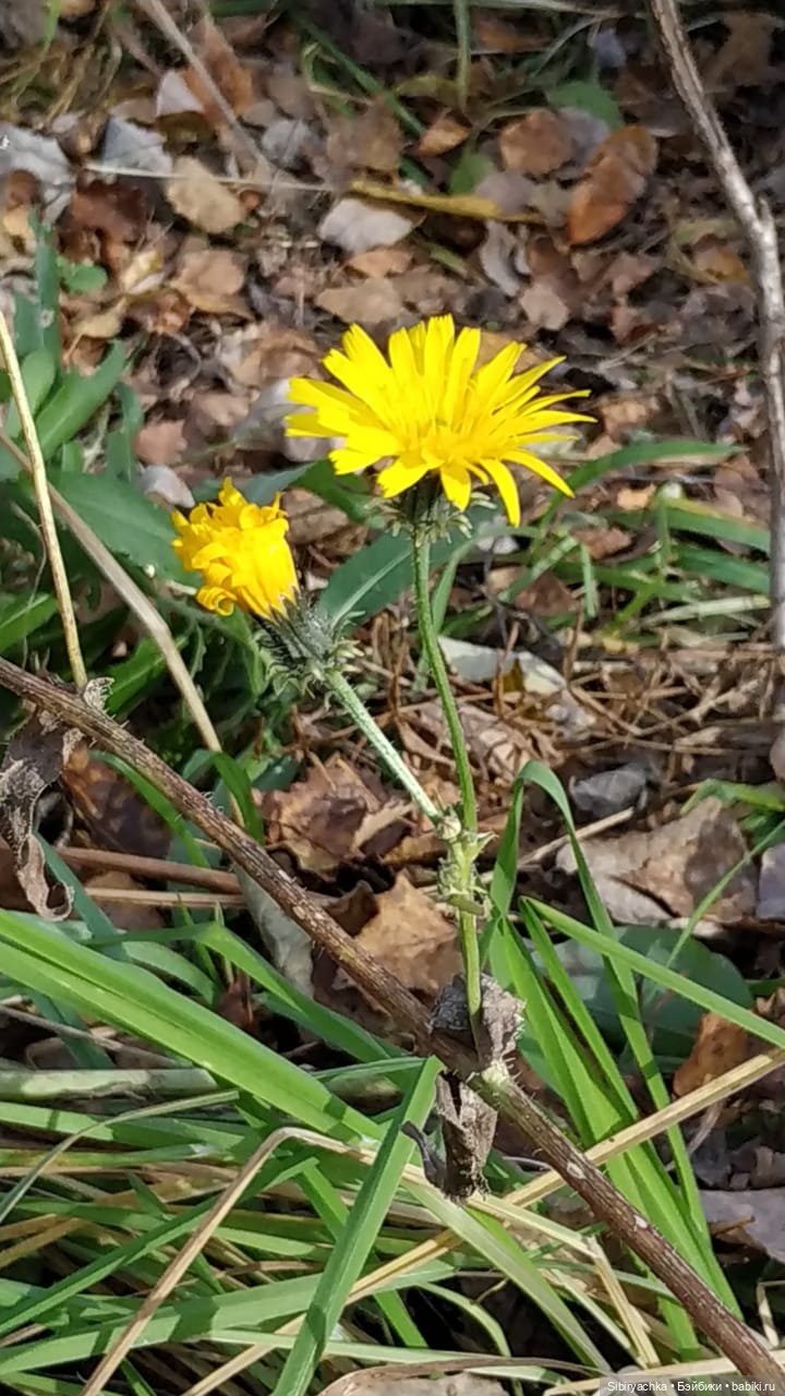 Не уходи, осень — Игровые куклы разных производителей (Разное): редкие бренды
