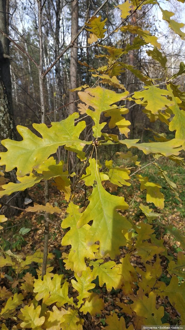 Не уходи, осень — Игровые куклы разных производителей (Разное): редкие бренды