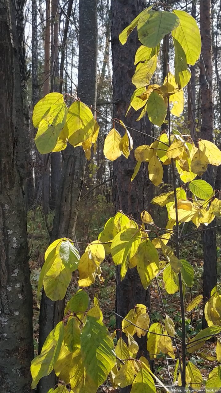 Не уходи, осень — Игровые куклы разных производителей (Разное): редкие бренды