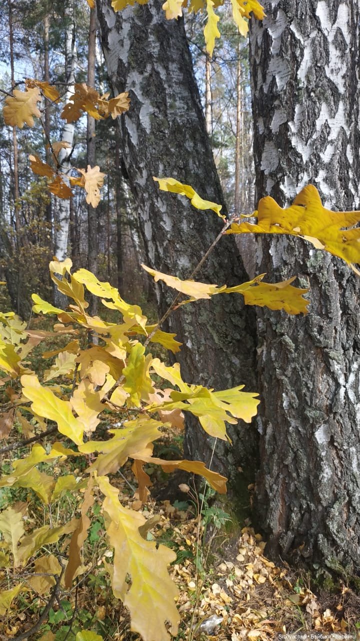 Не уходи, осень — Игровые куклы разных производителей (Разное): редкие бренды