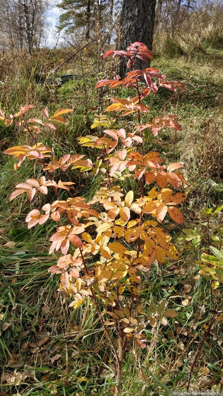 Александр гуляет в лесу — Российские куклы Весна
