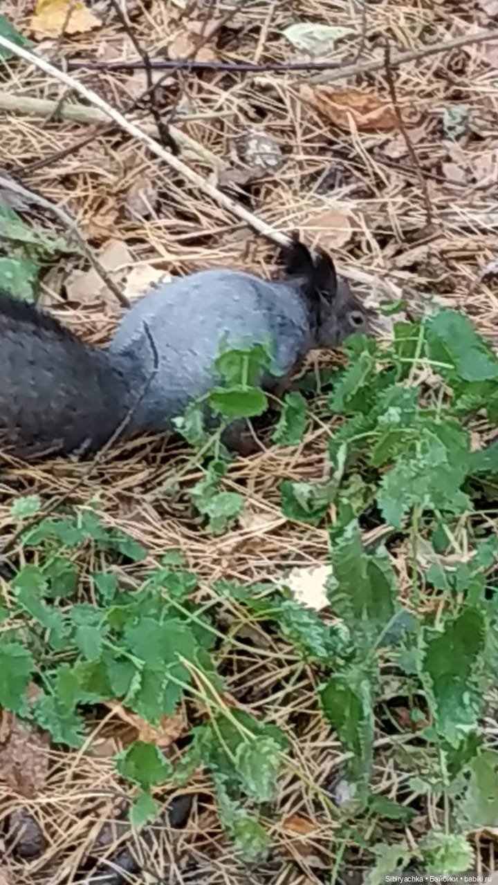 Гномик в лесу — Игровые куклы разных производителей (Разное): редкие бренды (фото 10)