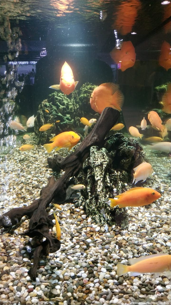 Субботнее утро Глаши — Игровые куклы разных производителей (Разное): редкие бренды (фото 4)