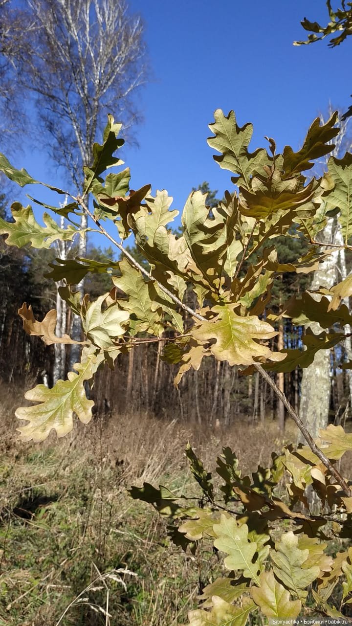 Берёзовые фантазии Глаши — Игровые куклы разных производителей (Разное): редкие бренды