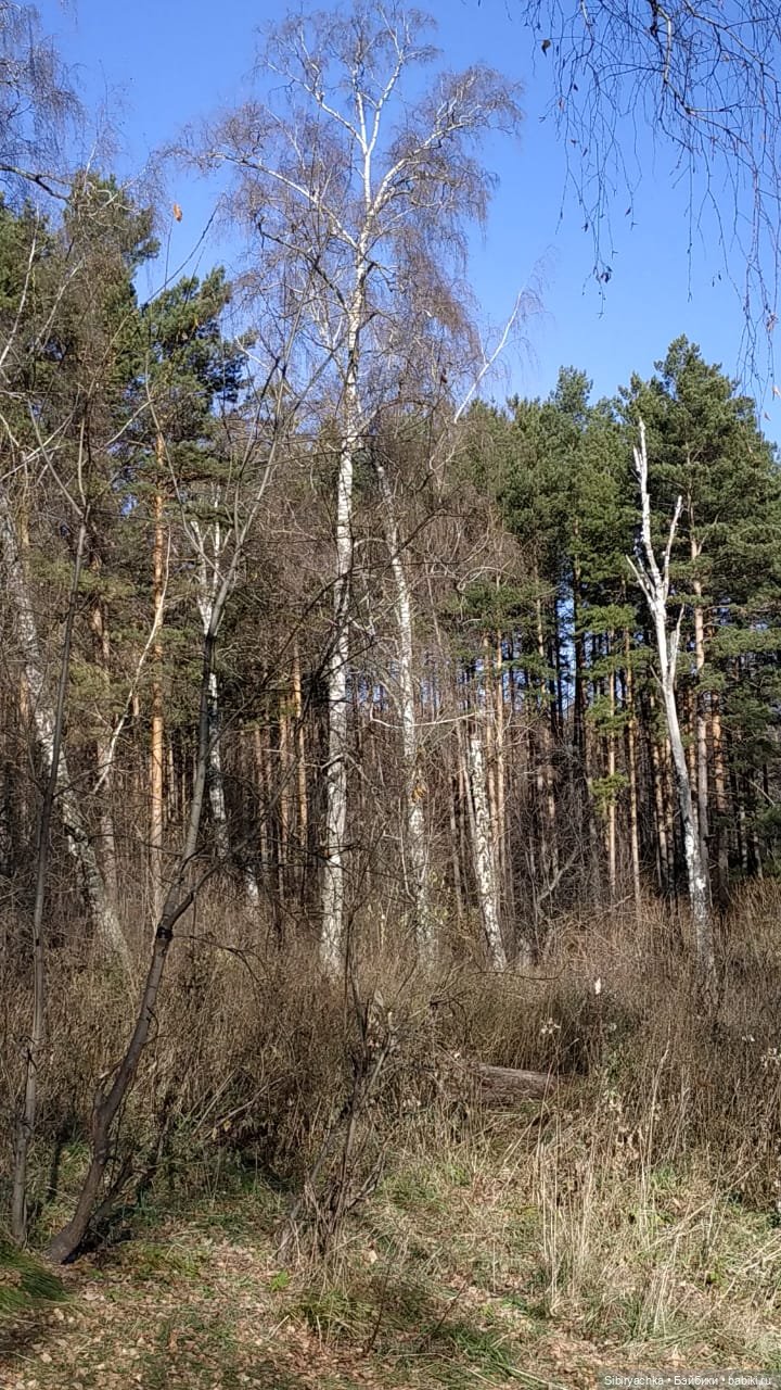 Берёзовые фантазии Глаши — Игровые куклы разных производителей (Разное): редкие бренды