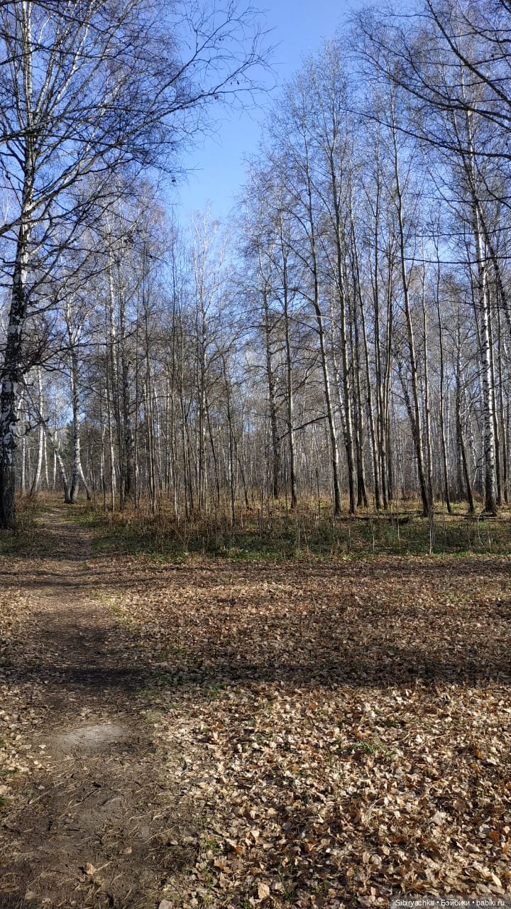 Настя, Глаша и Луша гуляют в лесу