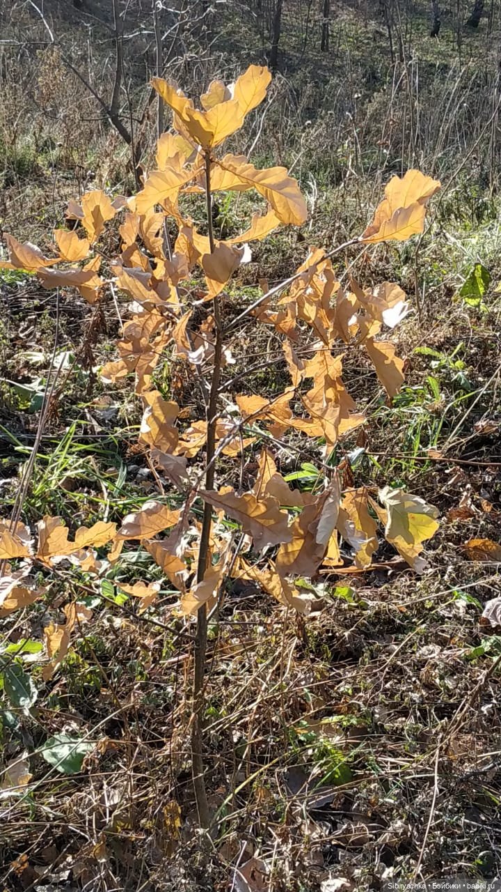 Настя, Глаша и Луша гуляют в лесу