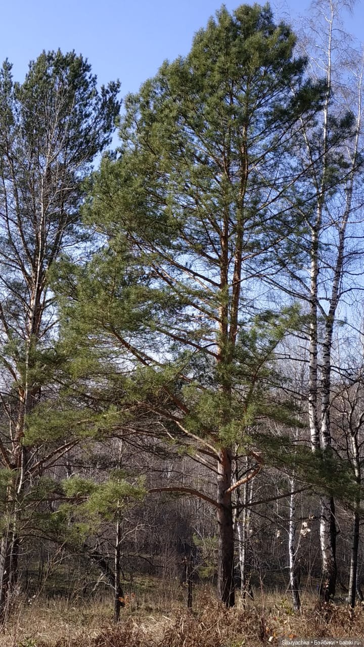 Настя, Глаша и Луша гуляют в лесу