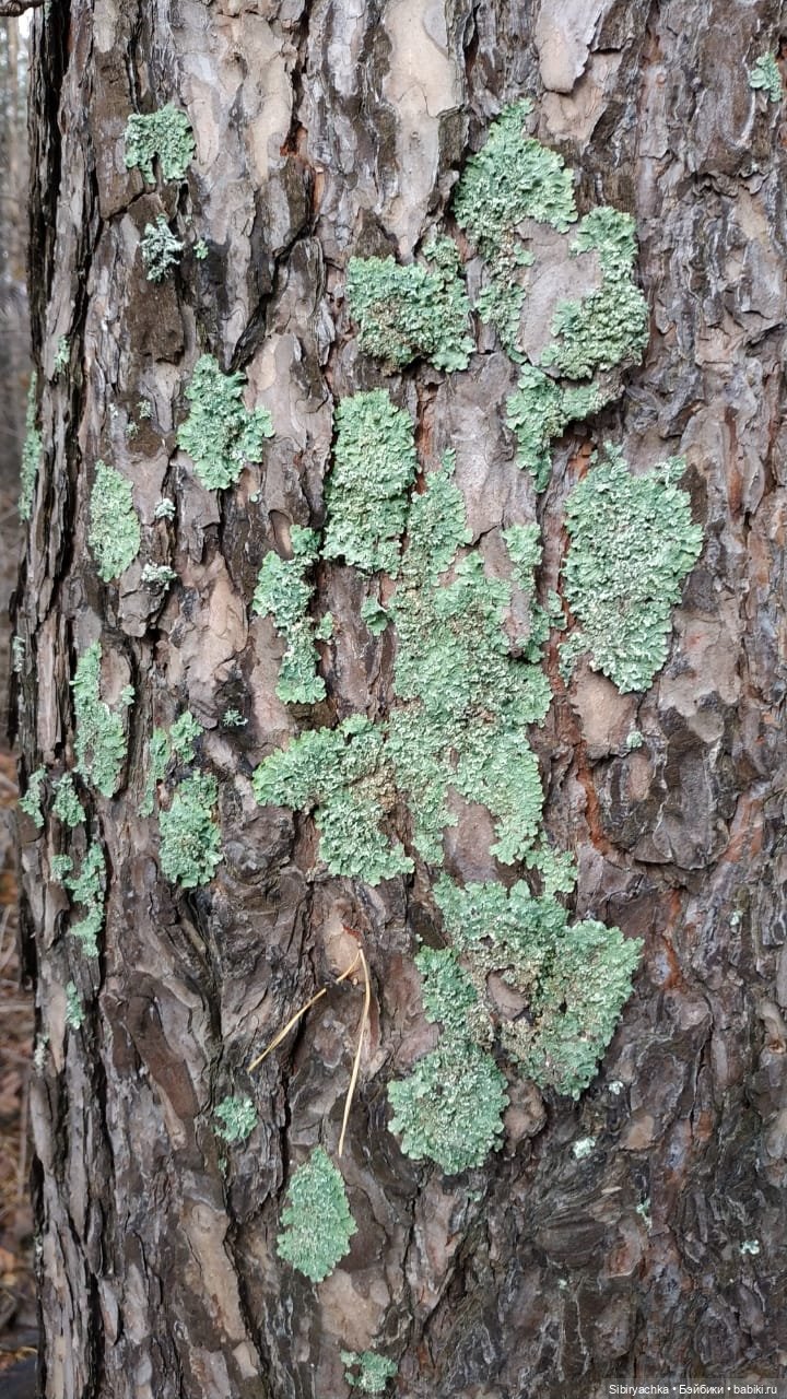 Леонид приготовил Глаше сюрприз для прогулки в лесу (фото 2)