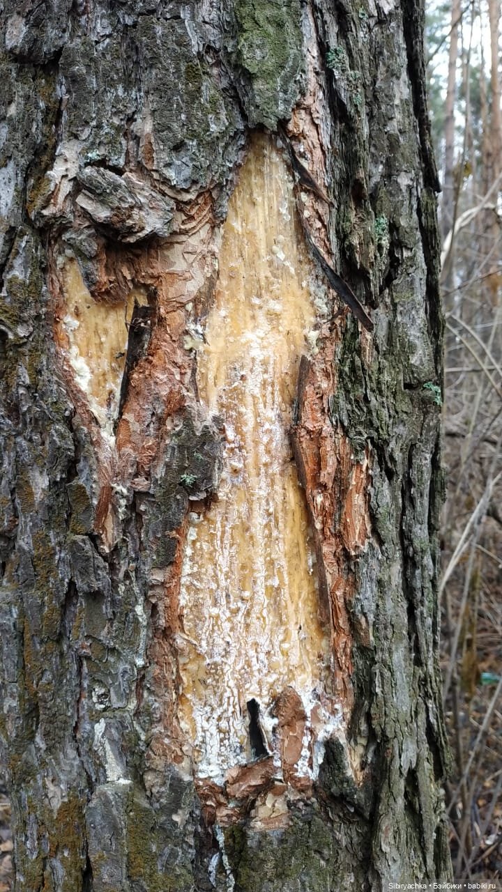 Леонид приготовил Глаше сюрприз для прогулки в лесу (фото 5)