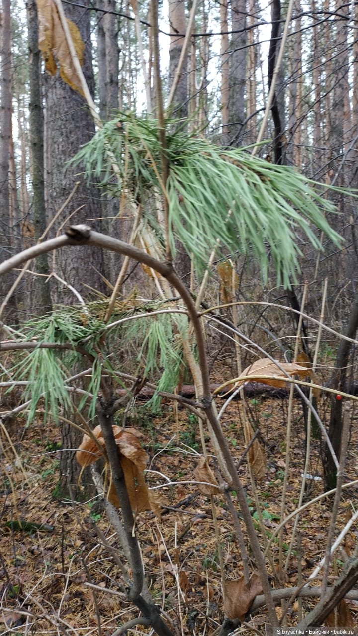 Леонид приготовил Глаше сюрприз для прогулки в лесу (фото 4)