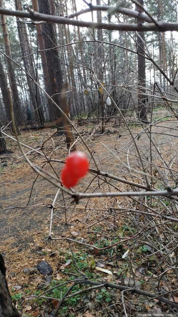 Леонид приготовил Глаше сюрприз для прогулки в лесу (фото 3)